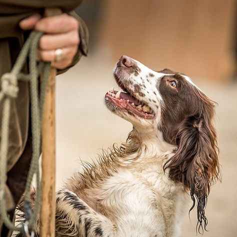 Working Springer Spaniel (Gentlemanbobwhite) Working Springer Spaniel, Working Spaniel, Fit Dogs, Group 8, Hunting Land, Springer Spaniels, English Manor, Hunting Dog, English Springer