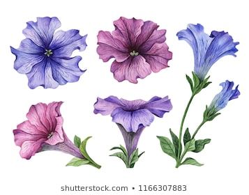 Petunia Images, Stock Photos & Vectors | Shutterstock Petunia Flower Drawing, Petunia Tattoo, Anchor Drawings, Fall Paintings, Petunia Flower, Flora Flowers, Flowers Illustration, Flower Meanings, Drawn Floral