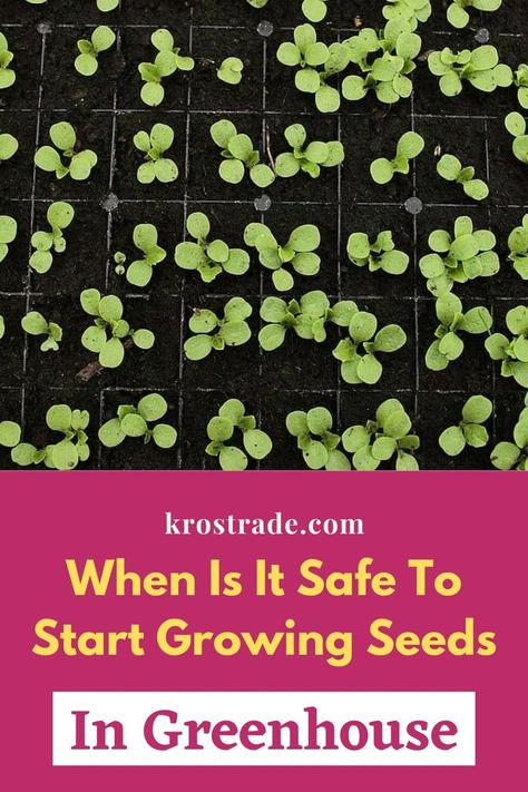 Greenhouse Planting Ideas, Starting Seeds In Greenhouse, Greenhouse Seed Starting, Greenhouse For Beginners, Seed Starting Greenhouse, Starting Seeds Outdoors, When To Plant Seeds, Starting Plants From Seeds, Growing Plants From Seeds