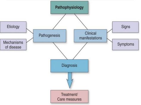 Pathophysiology concept map Nursing Concept Map Examples, Pulmonary Pathophysiology, Nursing Pathophysiology Concept Maps, Concept Map Nursing, Nursing Disease Concept Map, Pathophysiology Of Hypertension, Concept Map, Nursing Students, Disease