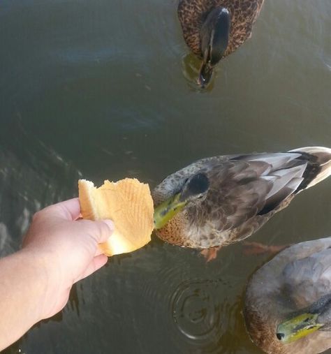 Feeding the ducks :) Feeding Ducks, Black Man, Ducks, The Park, Fish Pet, Favorite Places, Swimming, Collage, Pins