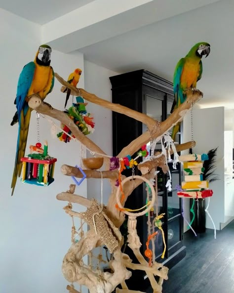 Parrots / javaboom Parrot House Ideas, Macaw Cage Ideas, Parrot Room Ideas, Indoor Bird Room Ideas, Parrot Room, Parrot Habitat, Macaw Cage, Homemade Bird Toys, Animal Furniture