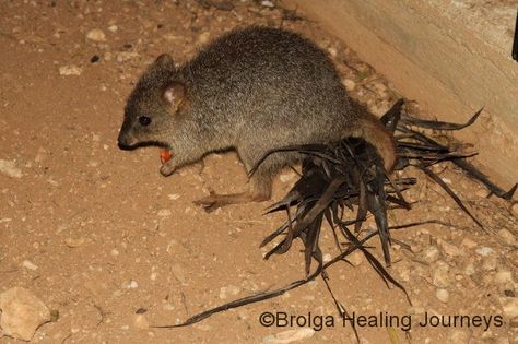 Bettongs use their prehensile tails to gather nesting material Australian Wildlife, Endangered Animals, Australian Animals, Zoology, Large Plants, Rodents, Cute Funny Animals, Animals Beautiful, Animal Pictures