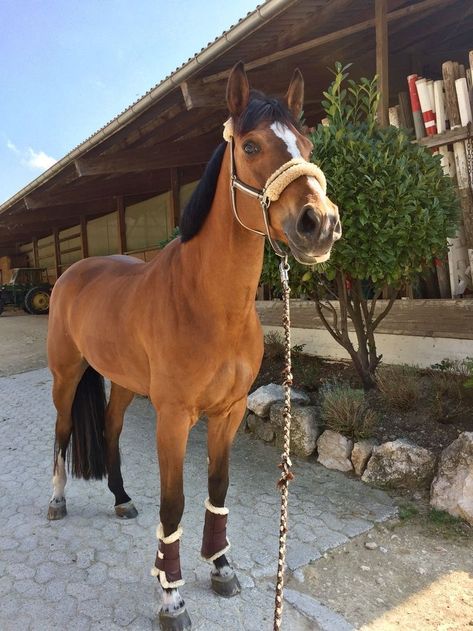 Horse Standing, Brown Horse, Horseback Riding, Stone, Horse Riding