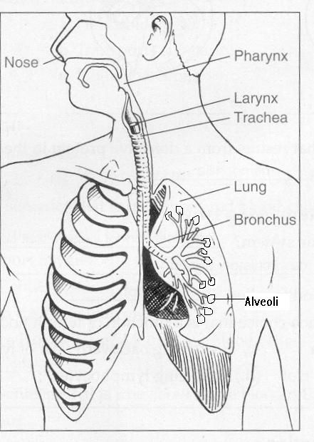 Respiratory System- labeled Respiratory System Drawing Aesthetic, Human Respiratory System Drawing, Respiratory System Drawing Easy, Human Respiratory System Diagram, Respiratory System Drawing, Respiratory System Diagram, Human Body Lesson, Human Respiratory System, Biology Diagrams