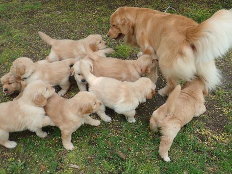 Golden Retriever Puppy Litter, Golden Retriever Litter, 2 Puppies, Puppy Pens, Book Journaling, Puppy Litter, Litter Of Puppies, Crying At Night, Animal Rescue Center