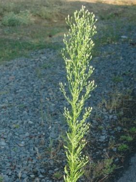 Wild Food Foraging, Florida Plants, Edible Wild Plants, Business Art, Foraged Food, Fire Food, Horse Tail, Natural Healing Remedies, Wild Edibles