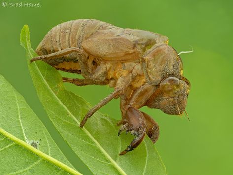 He gone. | A empty cicada shell. Photographed deep in the wo… | Flickr Cicada Shell, Deep In The Woods, Cool Bugs, Majestic Animals, In The Woods, Bugs, Shells, Lighting, Photographer