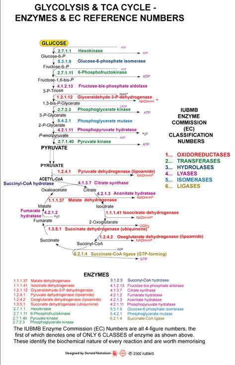 06.gif (722×1118) Glycolysis Mnemonic, Glycolysis Cycle, Eye Lift Cream, Biochemistry Notes, Mcat Study, Shape Chart, Biology Classroom, Face Charts, Pharmacy School