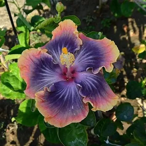 Hibiscus Seeds, Growing Hibiscus, Plate Flowers Garden, Growing Garden, Mallow Flower, Purple Hibiscus, Flowers Unique, Hibiscus Plant, Tropical Hibiscus