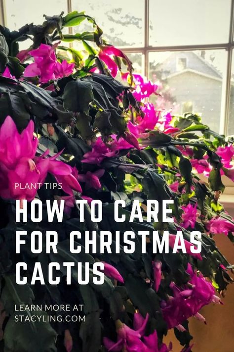 Are you familiar with the Christmas cactus? Learn all about Christmas cactus care with these simple growing tips. #christmascactus #christmascactuscare #christmascactusplant #christmascactusflower #christmascactusplantcaretips #houseplantsforbeginners #houseplantdecor #houseplantsindoor #easycarehouseplants #easycareindoorplants #easycareplants Christmas Cacti, Christmas Cactus Flower, Christmas Cactus Care, Christmas Cactus Plant, Easter Cactus, Thanksgiving Cactus, Holiday Cactus, Cactus Care, Cactus Planta