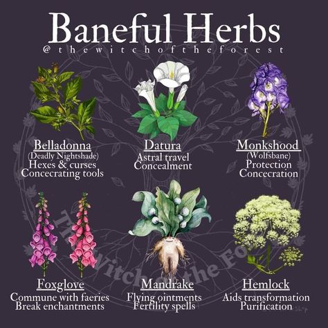 Poisonous Herbs Witchcraft, Baneful Herbs Witchcraft, Baneful Magick Herbs, Poisonous Herbs, Poison Flowers, Baneful Herbs, Baneful Magick, Herb Meanings, Poisonous Flowers