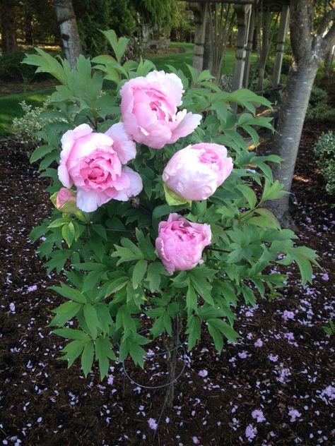 Tree Peony Landscape, Chinese Peony Flowers, Peony Chinese, Tree Peonies, Herbaceous Peony, Tree Peony, Japanese Tree, Flowers Photography, Peonies