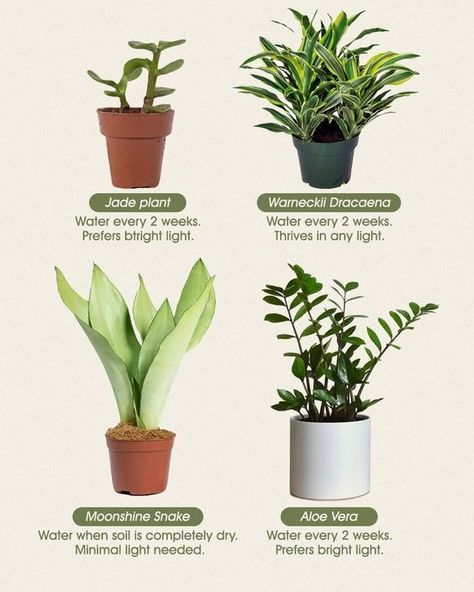 🌿 Plants That Thrive on Neglect 🌿 Too busy to fuss over your plants? No problem! These hardy beauties are perfect for anyone who wants a low-maintenance green space. They thrive even with a bit of neglect. 🌱✨ 1. Jade Plant • Water every 2 weeks. • Prefers bright light. 2. Warneckii Dracaena • Water every 2 weeks. • Thrives in any light. 3. Moonshine Snake Plant • Water when the soil is completely dry. • Minimal light needed. 4. Aloe Vera • Water every 2 weeks. • Prefers bright light. Th... Safe House Plants, Tropical House Plants, Minimal Light, Zebra Plant, Jade Plant, Ficus Lyrata, Low Light Plants, Plant Therapy, Jade Plants