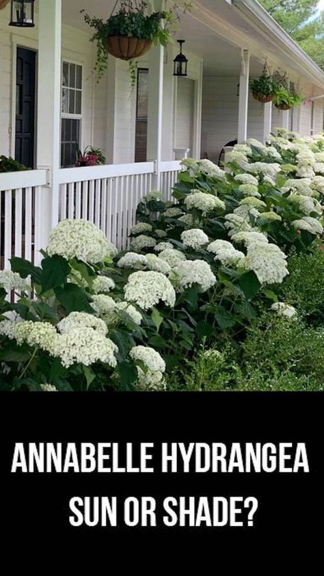 Pruning Annabelle Hydrangea, Sun Loving Hydrangea, Hydrangea Foundation Planting, Annabelle Hydrangea Companion Plants, Annabelle Hydrangea Landscaping, Annabel Hydrangea, Annabelle Hydrangea Front Of House, Hydrangea Bushes In Front Of House, White Hydrangea Landscaping