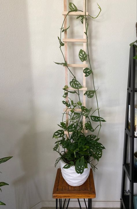 DIY Trellis, swiss cheese plant, climbing Diy Climbing Pole For Plants, Swiss Cheese Plant Decor, Hanging Climbing Plants, Pothos Climbing Pole, Monstera Climbing Frame, Green Hanging Plants, Easy Vining Plants Indoor, Small Trellis For Pot, Trellis Indoor Plants