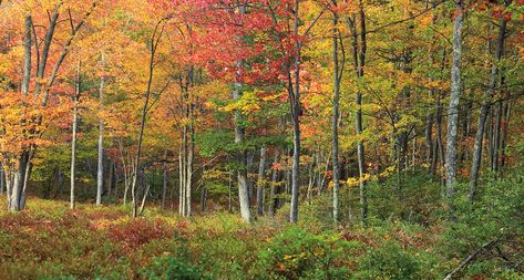 Temperate Deciduous Forest, Temperate Forest, Biomes Project, Luzerne County, Deciduous Forest, Forest Conservation, Forest Habitat, Dry Land, Evergreen Forest