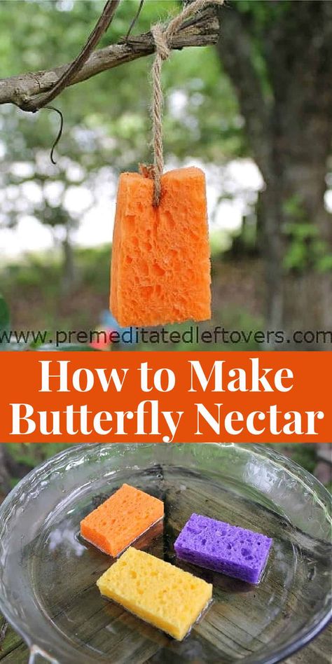 Butterfly Water Dish, Eco Yard, Diy Birdfeeders, Butterfly Nectar, Birdbath Ideas, Raising Butterflies, Butterfly Sanctuary, Butterfly Food, Butterfly Feeders