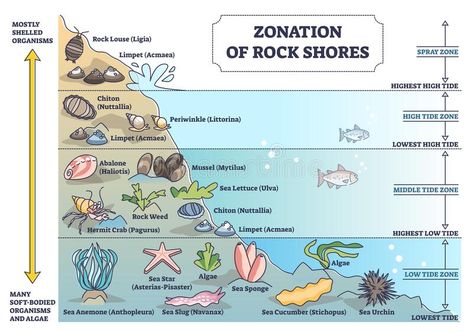 Zonation of rock shores with underwater species and organisms outline diagram. Scheme with spray and tidal zones axis as educational labeled nature description stock illustration Water Ecosystem, Intertidal Zone, Sea Slug, Marine Biology, High Tide, Science Projects, Ecosystem, Geology, Geography