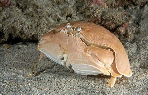 Meet the Shame-faced Crab: So Ashamed, It Puts ITSELF in Time Out Fiddler Crab, Perfect Beard, Beard Lover, Underwater Creatures, Underwater Life, Arthropods, Crustaceans, Sea Food, Weird Creatures