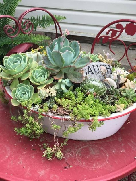 Hen And Chicks Planting Ideas, Hen And Chicks Succulent Tattoo, Chicken Wire Succulent Planter, Hens And Chicks Succulent, Chicken And Hens Succulents, Hen Chicken, Hens And Chicks, Succulents Garden, Rock Garden