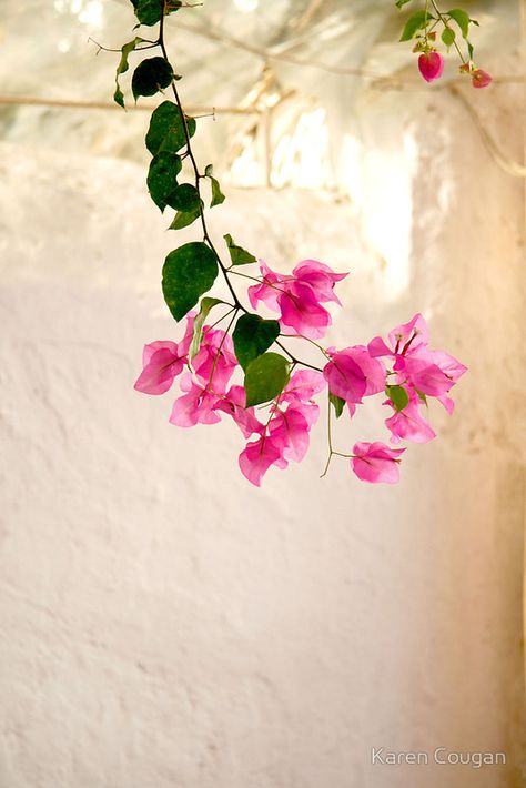 Collection Board, Bougainvillea, Beautiful Blooms, Love Flowers, Flower Wallpaper, Flowers Photography, My Flower, Pretty Flowers, Flower Power