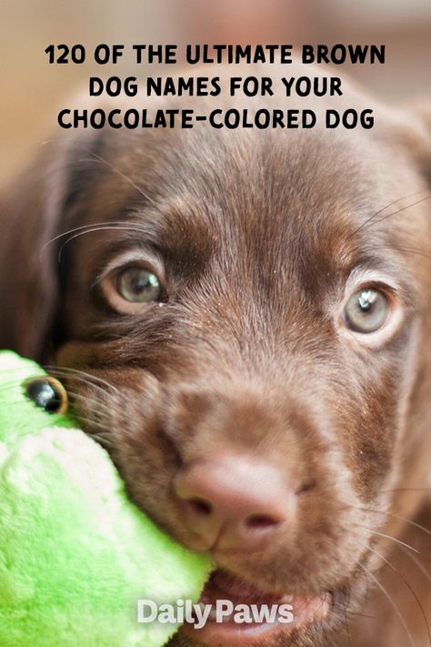 These cute names for brown dogs make a perfect fit for chocolate-colored pups of all shapes and sizes. #dognames #puppynames #puppyparents #cutedognames Dog Names For Brown Dogs, Chocolate Lab Names, Puppy Names Unique, Brown Dog Names, Puppies Names Female, Great Dane Names, Cute Labrador Puppies, Cute Puppy Names