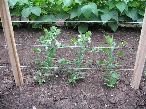 sno peas trellis | Snow Pea Plants Climbing the Trellis Peas Trellis, Potted Vegetables, Pea Plants, Pea Trellis, Cherry Farm, Snow Pea, Pea Plant, Vegetables To Grow, Trellis Ideas