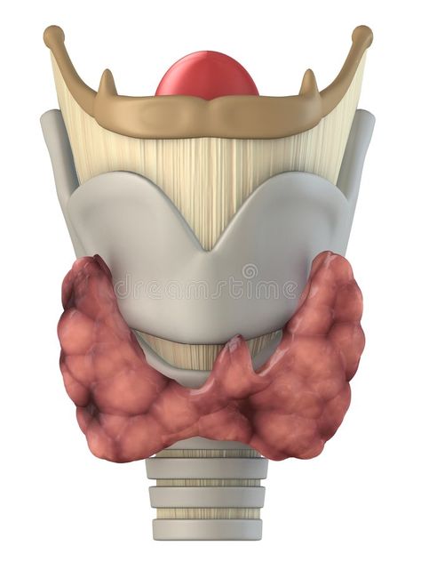 Larynx Anatomy, Dna 3d, Human Body Diagram, Handwriting Template, Anatomy Illustration, Medical Dictionary, Medical Stickers, Body Diagram, Biology Classroom