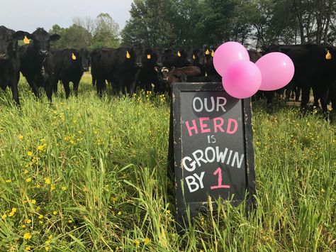 Baby Gender Reveal with cows Gender Reveal Ideas With Cows, Cow Maternity Pictures, Gender Reveal Farm Theme, Cow Pregnancy Announcement, Cow Baby Announcement, Farm Gender Reveal Ideas, Baby Announcement With Kids, Cow Themed Gender Reveal, Cow Gender Reveal Ideas