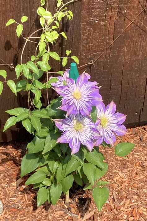 What To Do With Clematis After It Blooms - How To Keep Clematis Healthy! Where To Plant Clematis, Growing Clematis, Clematis Care, Petunia Plant, Autumn Clematis, Clematis Montana, Clematis Plants, Perennial Grasses, Clematis Flower