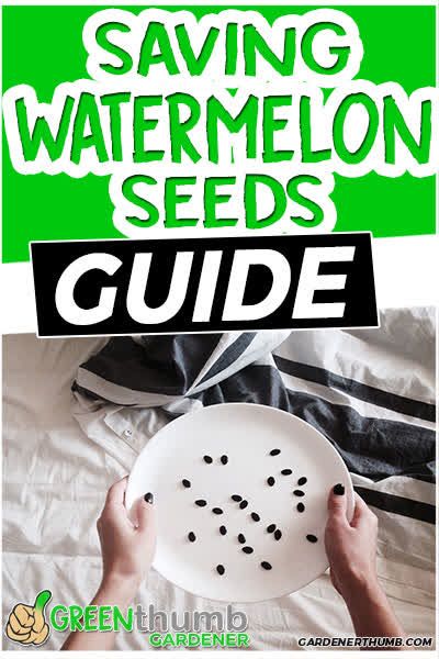 Saving watermelon seeds is a time honored tradition for many gardeners. We teach you what you need to know so you can grow the best ones each year. #watermelonseeds How To Save Watermelon Seeds, Saving Watermelon Seeds, Watermelon Seeds Planting, How To Plant Watermelon Seeds, How To Grow Watermelon From Seed, Growing Watermelon From Seed, How To Store Watermelon, Melon Benefits, Growing Watermelon