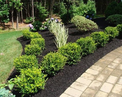 17 Best ideas about Winter Gem Boxwood on Pinterest | Low ... Gem Boxwood, Wintergreen Boxwood, Boxwood Landscaping, Mulch Landscaping, Areas Verdes, Foundation Planting, Front Landscaping, Landscape Designs, Traditional Landscape