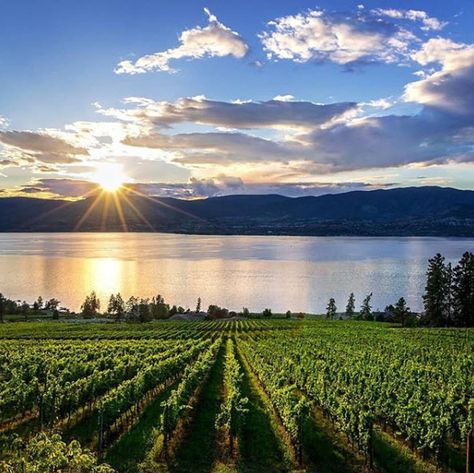 Kelowna Wineries, Vineyard Art, Kelowna British Columbia, Wine Vineyards, Kelowna Bc, Okanagan Valley, Canada Road Trip, Wine Trail, Wine Tour