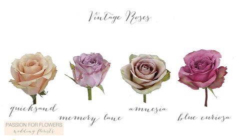 Do you love vintage pink roses? Want to have them for your wedding flowers? Browse our recent weddings with vintage roses wedding flowers. Bouquets... Amnesia Rose Wedding Bouquet, Amnesia Rose, Vintage Rose Wedding, Flower Chart, Flower Types, Wedding Flowers Roses, Rose Varieties, Flower Guide, Roses Wedding