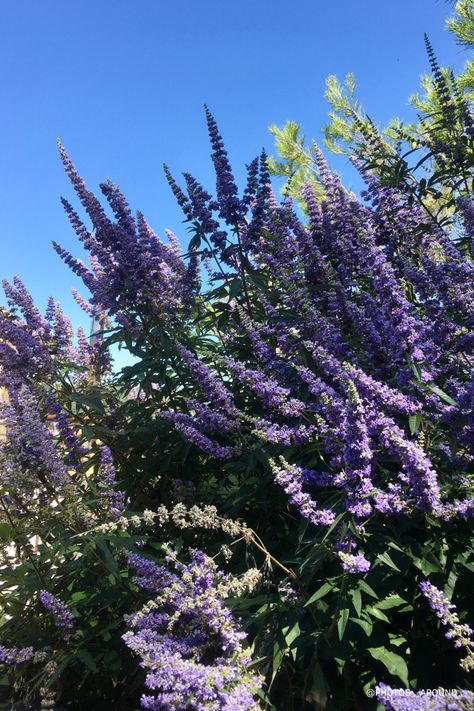 Purple flowers, flores violetas, lilas 💜 #inspo #flowers #violeta #purple #wallpaper Purple Wallpaper, Purple Flowers, Collage, Purple, Plants, Flowers, Pins, Quick Saves, Color