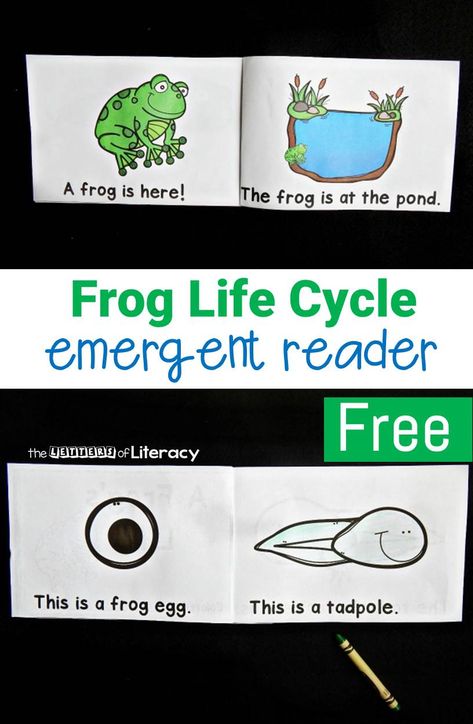 This free life cycle of a frog emergent reader is perfect to add to your collection when you are learning about life cycles with your early readers! Frog Life Cycle Printable, Emergent Readers Free, Pond Life Theme, Frogs Preschool, Life Cycle Of A Frog, Frog Activities, Frog Life Cycle, Animal Life Cycles, Lifecycle Of A Frog