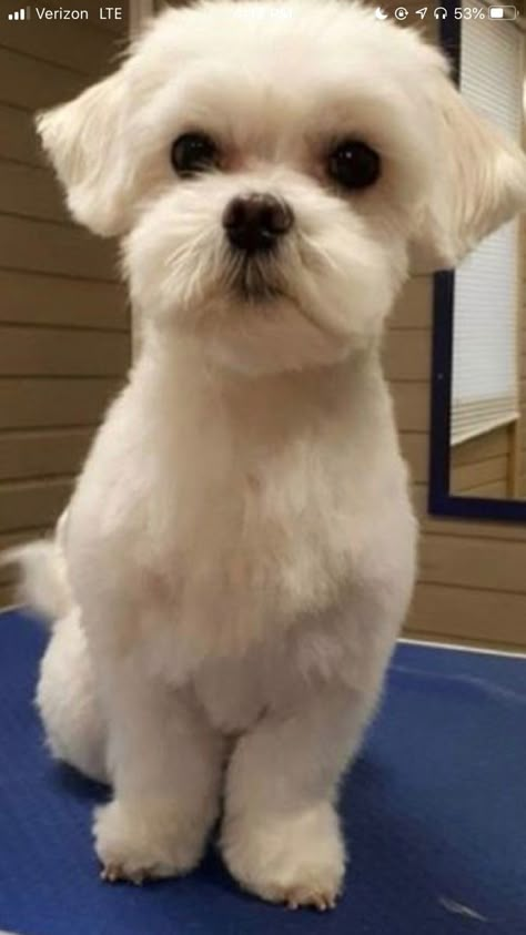 Maltese Cute Haircut, Cairn Terrier Grooming Haircuts, Shitzu Maltese Haircuts, Maltese Shitzu Haircut, Maltese Short Haircut, Maltipoo Summer Haircut, Shichon Haircut, Maltese Grooming Styles, Maltese Haircut Hairstyles