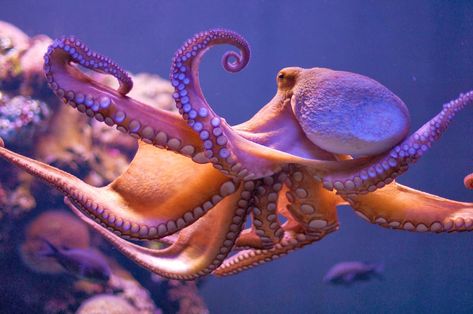 Octopus High Definition Wallpapers Octopus Facts, Octopus Art, Animal Facts, Marine Animals, Primates, In The Ocean, Ocean Life, Kraken, Deep Sea