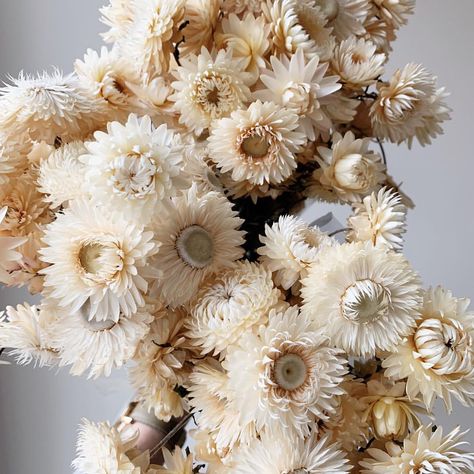 These vanilla colored, dried strawflowers are beautiful for any season! Now offering them in paper wrapped bunches at the shop. And really don’t mind if they don’t sell b/c I’ll just keep them all for myself 😻 Dried Strawflowers, Monochrome Wedding, Farm Flowers, Bouquet Bride, Fall Planters, Floral Heart, Dried Floral, Flower Farm, Types Of Flowers