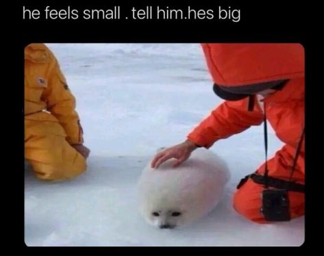 Funny Seals, Cute Seals, Baby Seal, Silly Animals, Silly Pictures, Silly Cats, Cute Little Animals, Animal Memes, 귀여운 동물