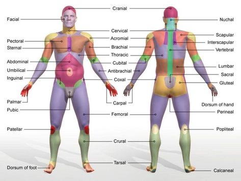 Anatomical Terms ~ Quick Reference / Infographic Human Body Diagram, Human Muscular System, Muscular System Anatomy, Medical Terminology Study, Anatomy Organs, Chi Energy, Body Diagram, Basic Anatomy And Physiology, Nurse Study Notes