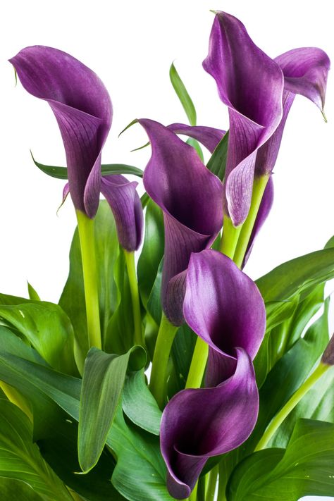 Interesting Legends Behind the Meaning of the Calla Lily Calla Lily Bulbs, Purple Calla Lilies, Calla Lily Flower, Calla Lily Flowers, Lily Bulbs, Flowers For Sale, Gorgeous Flowers, Calla Lilies, Favorite Flowers