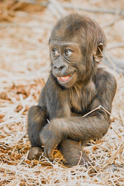 Funny Animal Photography, Cute Pictures Of Animals, Monkey Memes, Adorable Baby Animals, Baby Gorilla, Smiling Animals, Tattoo Animal, Pictures Of Animals, Funny Animal Photos