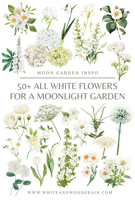 Love the look of an all white flower garden, but not sure what to plant? Check out this post for a list of 50+ white flowers and white flowering plants to add to your home's landscaping and create your very own moonlight garden! From white flowering bulbs, to white perennials, to shrubs and trees with white flowers... this list has tons of white flower ideas, and lots of moon garden inspo too! White Gardens Design Inspiration, Front Walkway Garden, White Perennial Flowers, White Garden Design, White Perennials, Moon Gardens, Country Garden Landscaping, White Flowering Shrubs, Walkway Garden