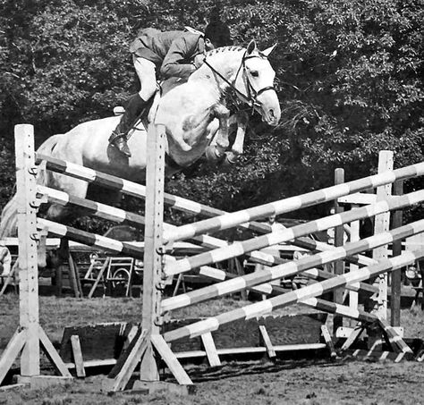 Good Twist and Frank Chapot Piping Rock in 1965. Photo by Budd. Snowman Horse, Equestrian Jumping, Hunter Jumper Horses, Horse Showing, Famous Horses, Beautiful Horse Pictures, Eventing Horses, Cute Ponies, Horse Dressage