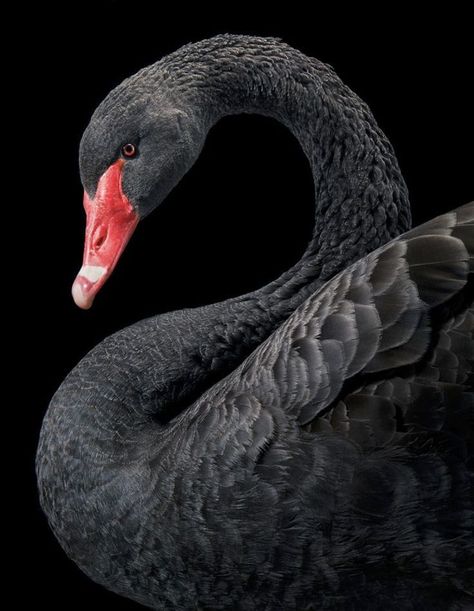 Black Swan Animal, Black Swan Bird, Swan Animal, Swan Pictures, Black Swans, Black Beast, Swans Art, Beautiful Swan, Australian Birds