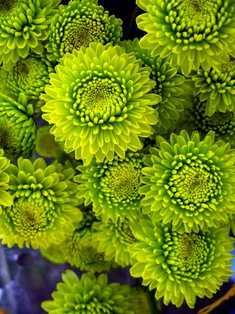 Lime green mums!  #mums #green #flowers Buddhist Altar, Mums Flowers, Flowers Images, Colored Flowers, Flower Ideas, Autumn Garden, Green Aesthetic, Wedding Flower, Green Flowers