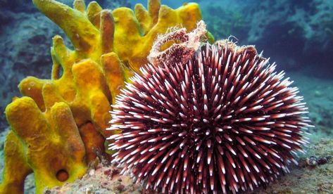 Sea Urchins, Reef Aquarium, Water Life, Sea Urchin, Marine Animals, Red Sea, Animal Wallpaper, Funny Animal Pictures, Sea Animals