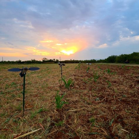 Dove hunting on The 44 Ranch. Dove Hunting, Hunting, Celestial Bodies